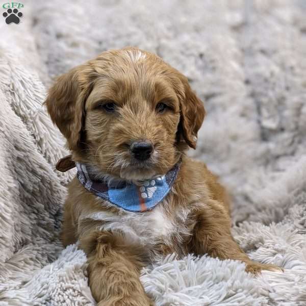 Aladdin, Mini Goldendoodle Puppy